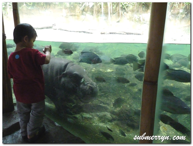 Hippos in Singapore Zoo