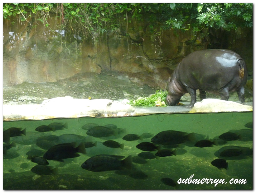 Hipopotamus feeding