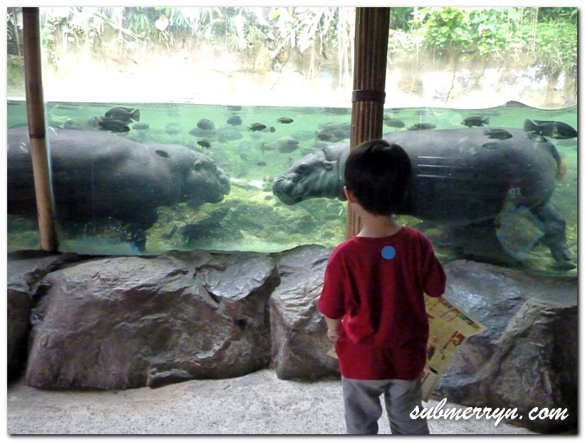 Hipopotamus in Singapore Zoo