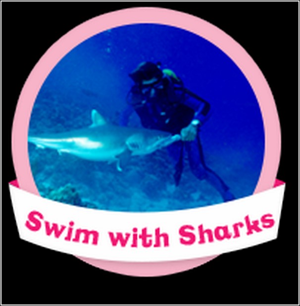 Swim with Sharks