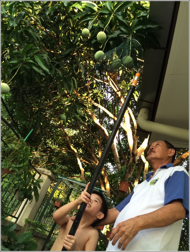Home grown mango
