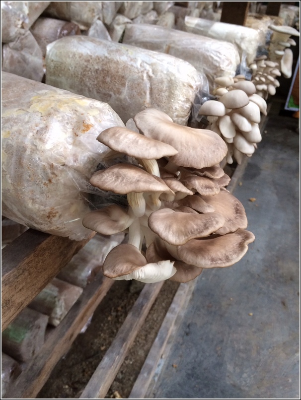 Mushroom farm gotong