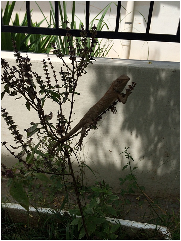 Malacca gecko