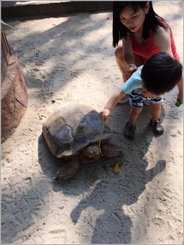 Sunway Lagoon Pet Village Feeding Giant Tortoise