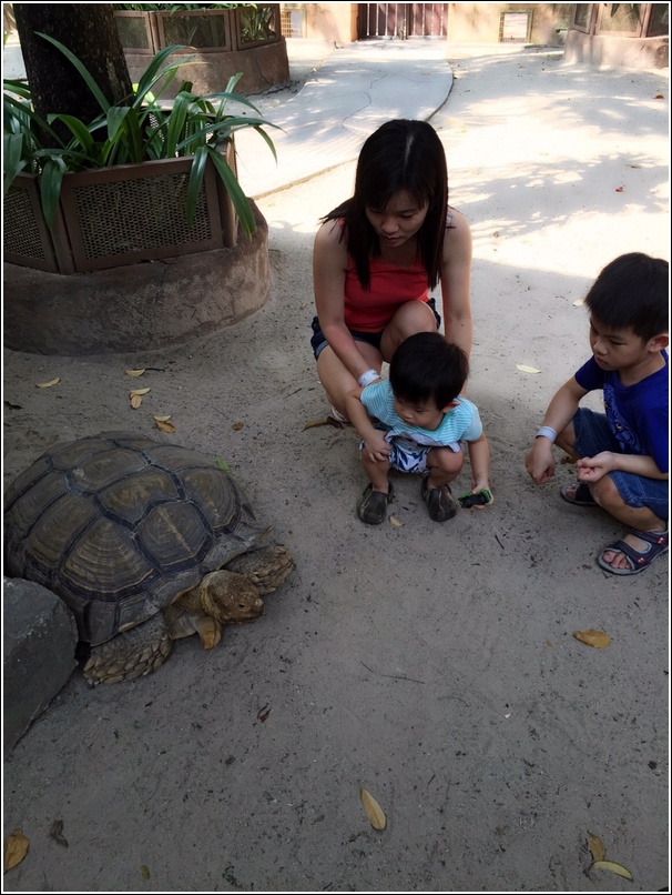 Sunway Lagoon Pet Village Giant Tortoise 1