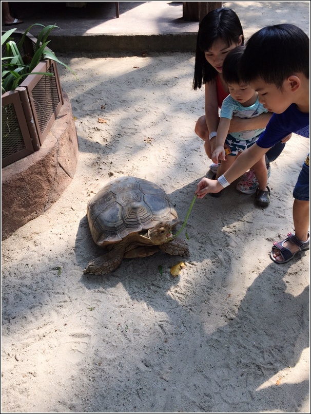 Sunway Lagoon Pet Village Giant Tortoise