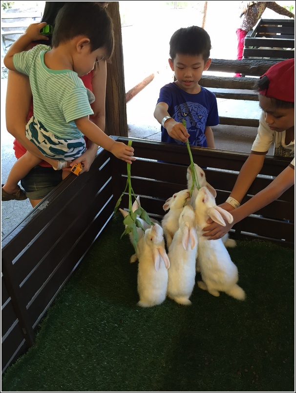 Sunway Lagoon Pet Village feeding rabbits