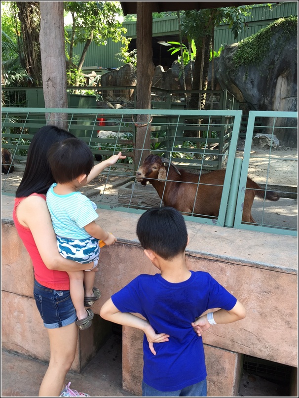 Sunway Lagoon Wildlife Goat
