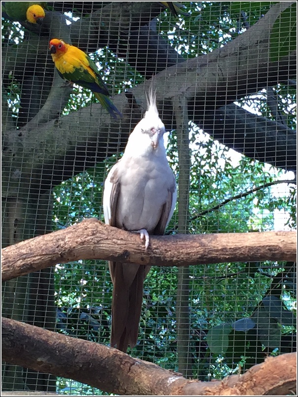 Sunway Lagoon Wildlife Park Bird