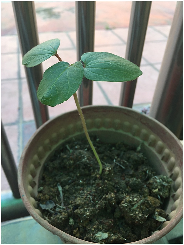 Baby okra plant