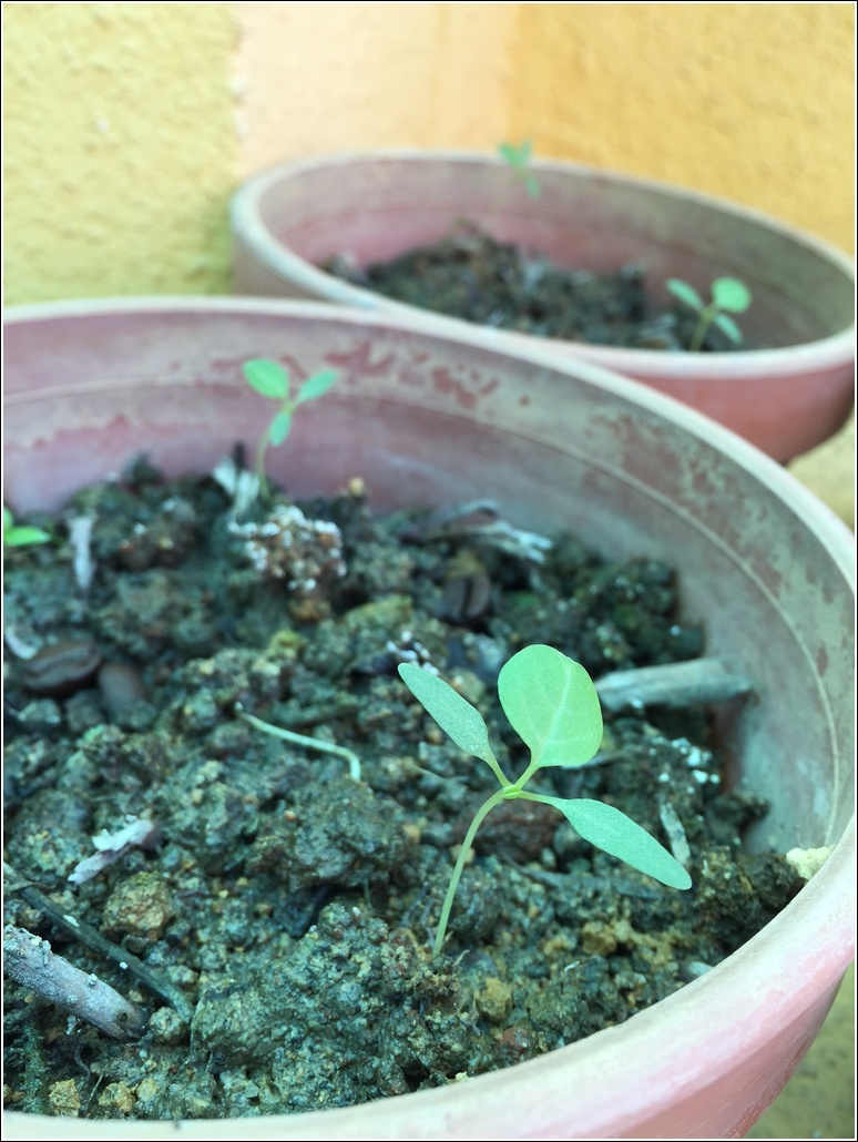 Homegrown organic spinach seedlings