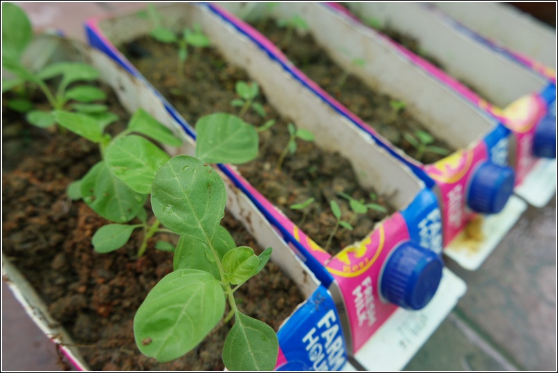 growing organic spinach