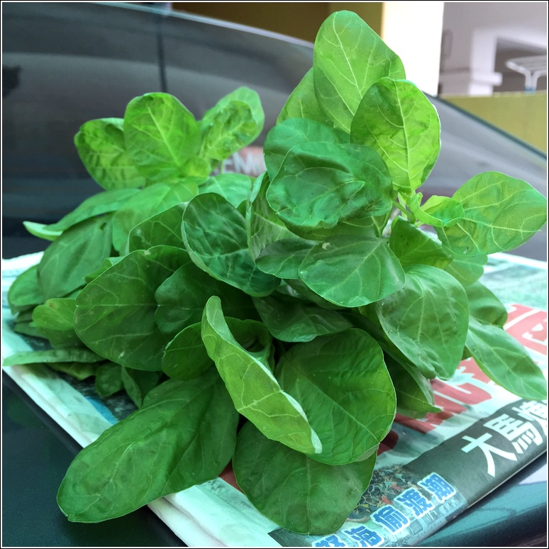Homegrown organic spinach harvest