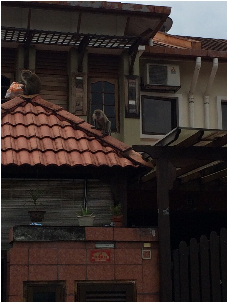 Monkey in the neighbourhood