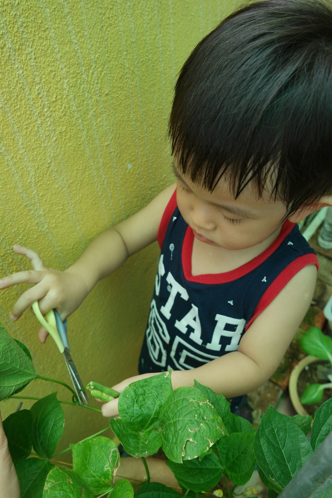 homegrown-organic-adzuki-red-bean-1