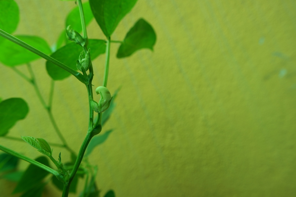 homegrown-organic-adzuki-red-bean-5