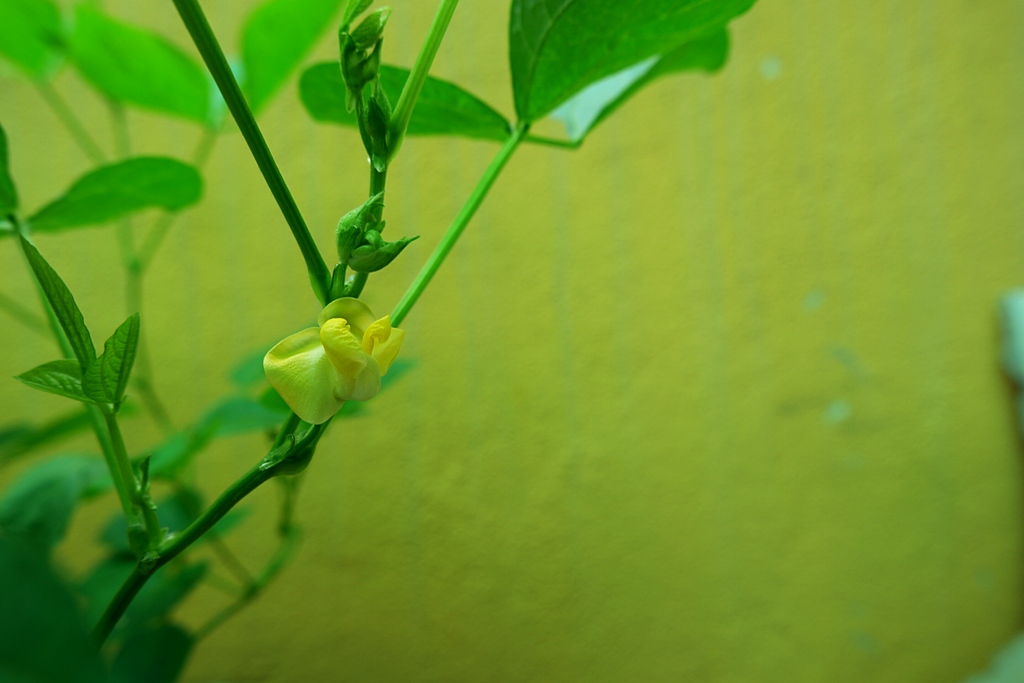 homegrown-organic-adzuki-red-bean-6