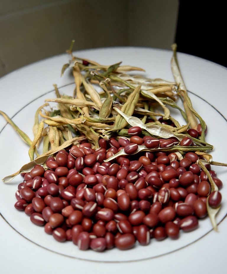 homegrown-organic-adzuki-red-bean-7