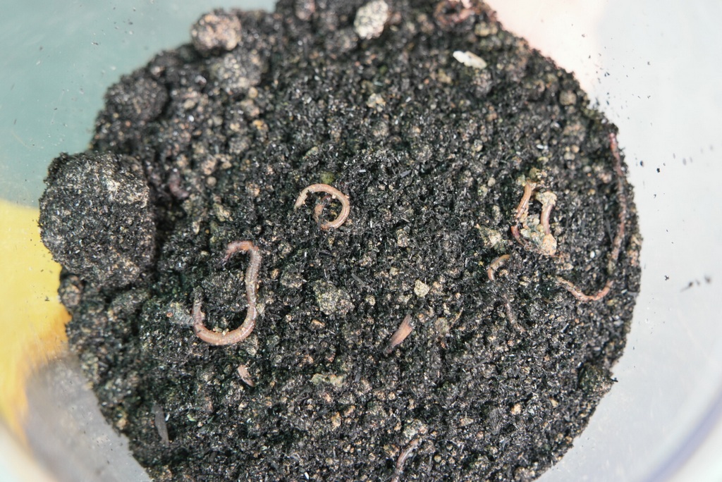worm-farming
