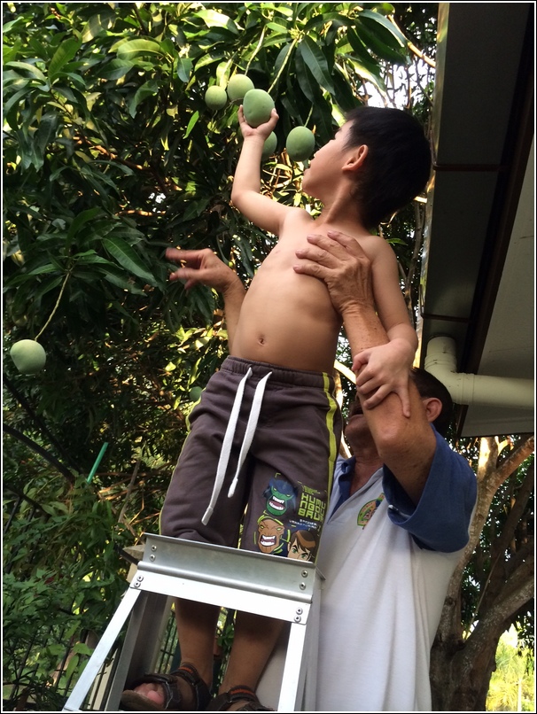how to pluck mangoes