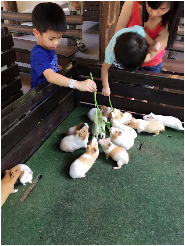 Sunway Lagoon Pet Village Hamster