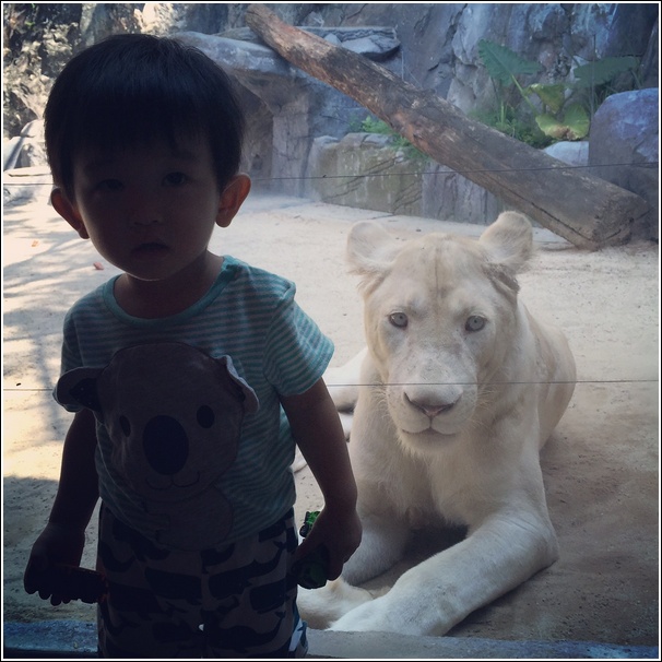 Sunway Lagoon Wildlife Park White Lion 1