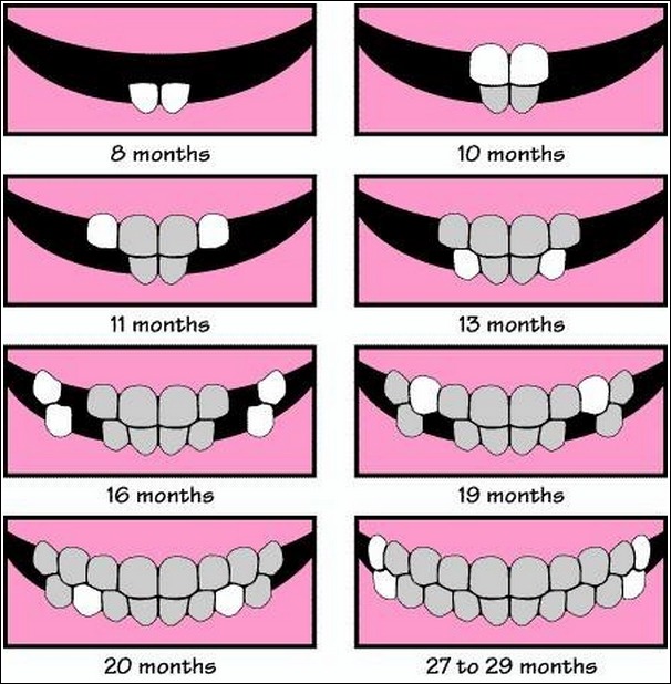 Tooth growth chart